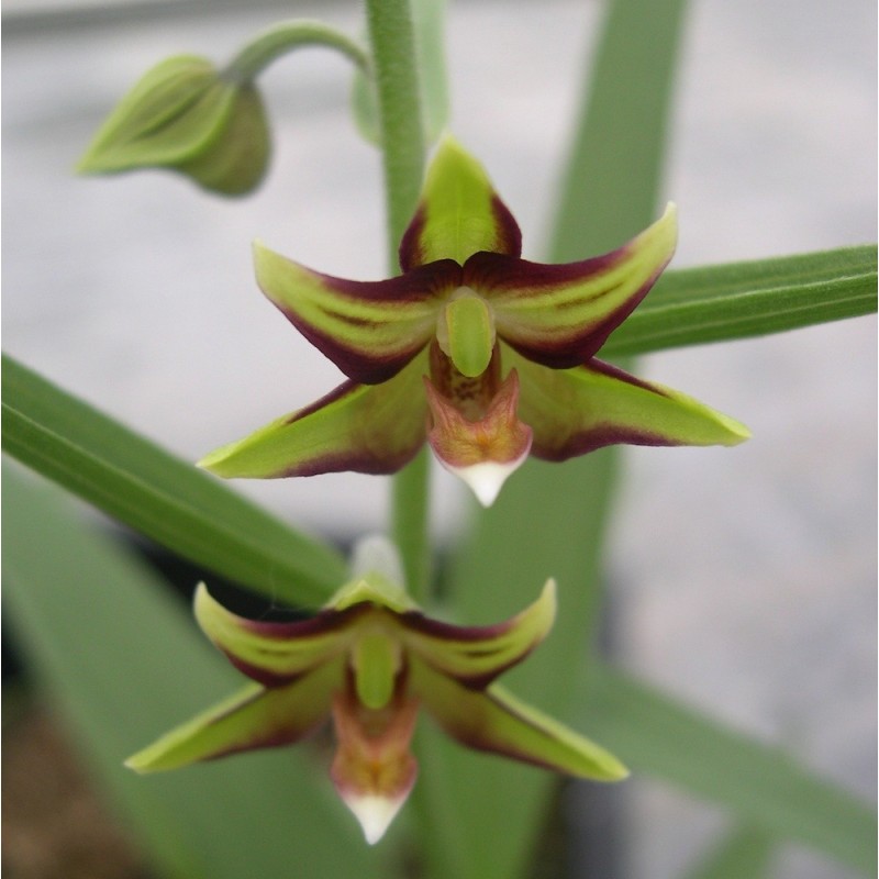 Epipactis veratrifolia - Scarce marsh Helleborine- Garden Orchid
