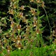 Epipactis ‘Sabine’ 