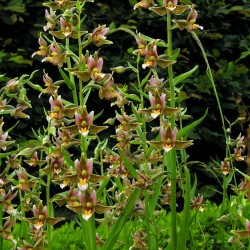 Epipactis ‘Sabine’