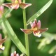 Epipactis ‘Sabine’ 