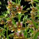 Epipactis ‘Sabine’ 