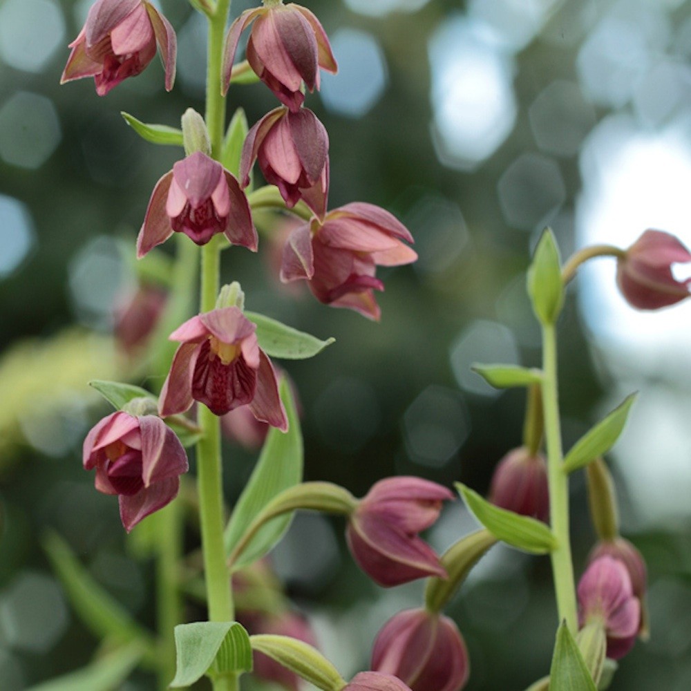 Epipactis royleana Phytesia