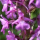 Gymnadenia conopsea - Gymnadenie à long éperon - Orchis moustique