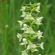 Platanthera bifolia