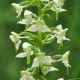 Platanthera bifolia