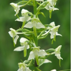 Platanthera bifolia - Lesser butterfly orchid