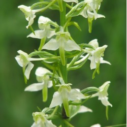 Platanthera chlorantha- Grünliches Breitköbchen