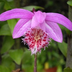 Pink-mauve Garden Orchid ❀ Pleione bulbocodioides ✿ Easy Garden