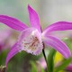 Pleione formosana - Pleione de Formose - pot de 1 litre