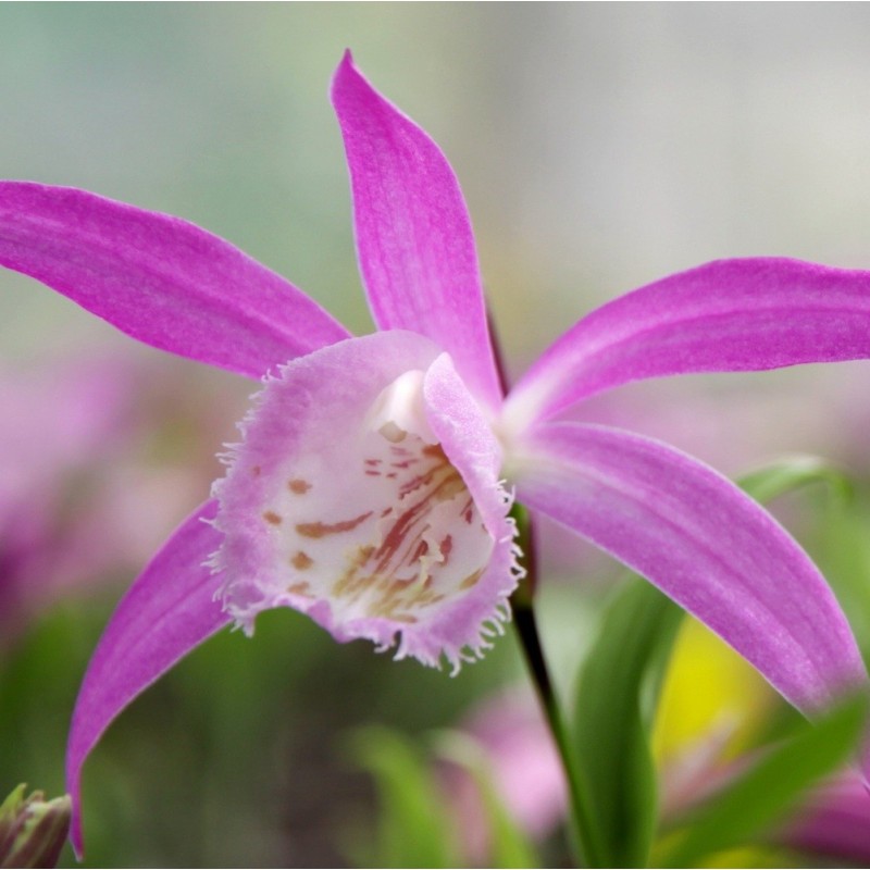 Rose Formose Pleione formosana - Orchidée terrestre de Formose - Orchidée vivace ...