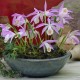 Pleione formosana - Pleione de Formose - pot de 1 litre