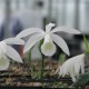 Pleione formosana alba