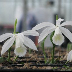 Pleione formosana 'alba'