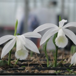 White Garden Orchid ❀ Pleione formosana alba ✿ Easy Garden