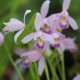 Pogonia ophioglossoïdes