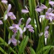 Pogonia ophioglossoïdes