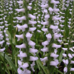 Spiranthes cernua 'Chadd's Ford' - Fragrant Spiranthe