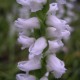 Spiranthes Chadd's Ford