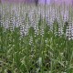 Spiranthes Chadd's Ford