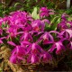 Assortiment Alpha - Kit de plusieurs Orchidées de Jardin Cypripedium Bletilla Epipactis et Spiranthes