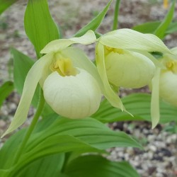 Cypripedium ‘Michael’ white 