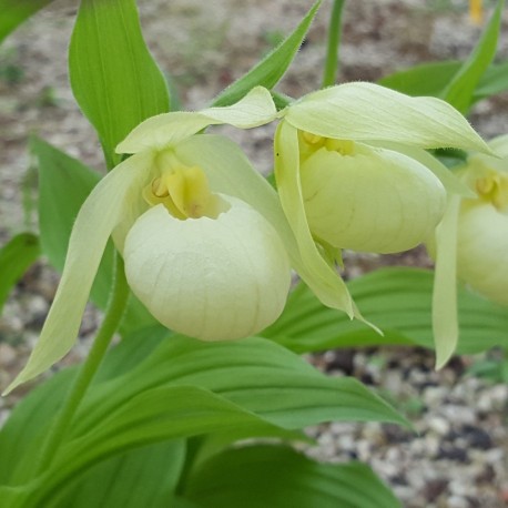 Cypripedium Michael white