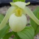 Cypripedium Michael white