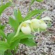 Cypripedium ‘Michael’ white 