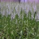 6-pack of Spiranthes Chadd's Ford