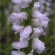 6-pack of Spiranthes Chadd's Ford