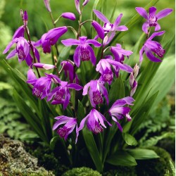 Pack of 2 X 1 Liter pot of Bletilla striata 'purple' 