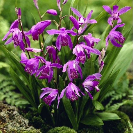 Bletilla striata 'purple' - Duo Pack