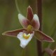 Epipactis palustris - Duo Pack