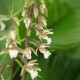 Epipactis palustris - Duo Pack