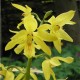 Calanthe sieboldii