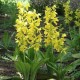 Calanthe sieboldii