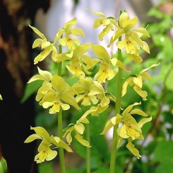 Calanthe sieboldii (2-3 shoots)