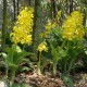 Calanthe sieboldii