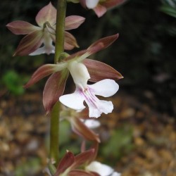 Calanthe discolor 