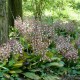 Calanthe sieboldii