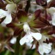 Calanthe discolor