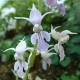 Calanthe reflexa