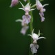 Calanthe reflexa