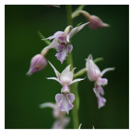 Calanthe reflexa