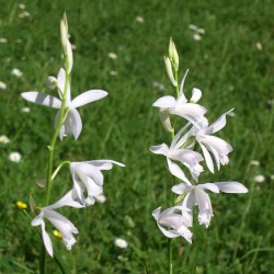 Bletilla striata 'alba' - Duo Pack