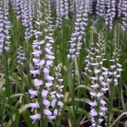 Pack of 2 X 1 Liter pot of Spiranthes Chadd's Ford 