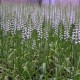 Spiranthes Chadd's Ford - Duo Pack