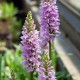 Dactylorhiza maculata - Duo Pack