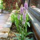 Dactylorhiza maculata - Orchidea maculata - Duo Pack