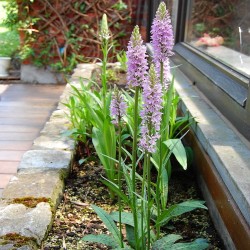 Concime granulare per orchidee da giardino - 800 gr - Phytesia